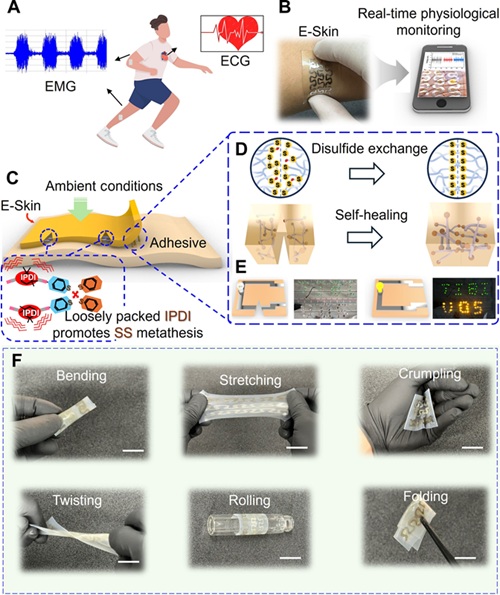 Image: Structural design, self-healing capability, and mechanical flexibility of the E-Skin (Photo courtesy of Science Advances, DOI:10.1126/sciadv.ads1301)