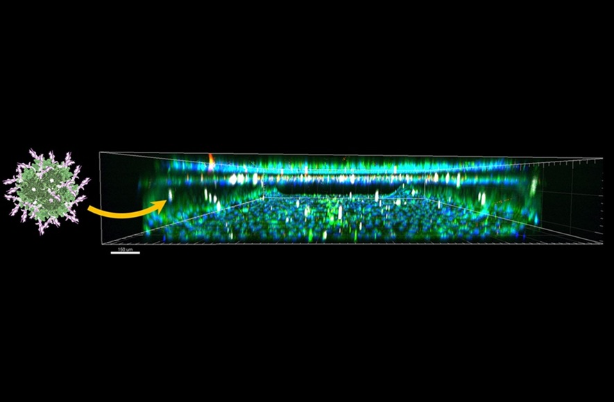 Image: The researchers created the particle at left and tested its ability to cross the blood-brain barrier via the chip at right (Photo courtesy of Medina-Kauwe Lab)