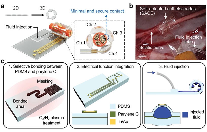 Image: The research findings reveal that the electrode can selectively stimulate targeted nerves (Advanced Materials; doi.org/10.1002/adma.202409942)