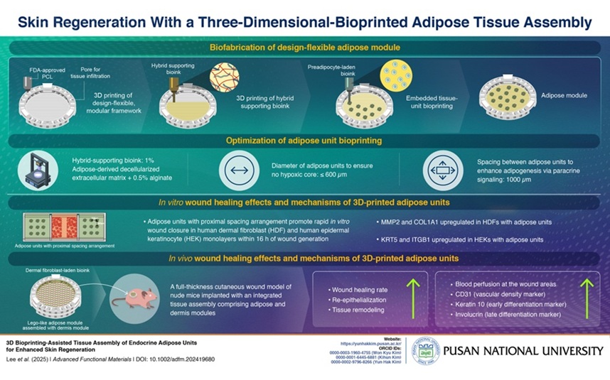 Image: Skin regeneration with a three-dimensional-bioprinted adipose tissue assembly (Photo courtesy of Pusan National University)