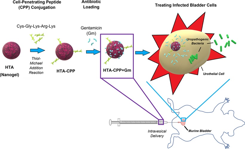 Image: The new method delivers antibiotics directly into the bladder tissue to better treat UTIs (Photo courtesy of Nanomedicine: NBM; doi.org/10.1016/j.nano.2025.102812)