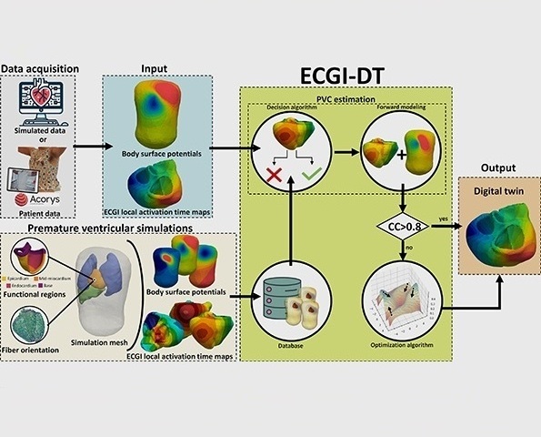 Image: The digital twin of the heart helps to improve the diagnosis and treatment of cardiac arrhythmias (Photo courtesy of UPV)
