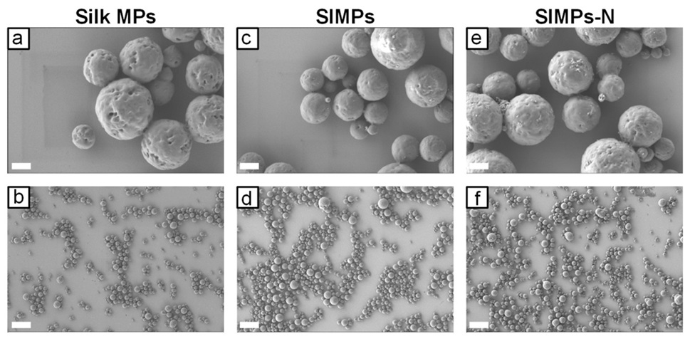 Image: SEM images of MPs prepared using the salting out method (Photo courtesy of Ande X. Marini)