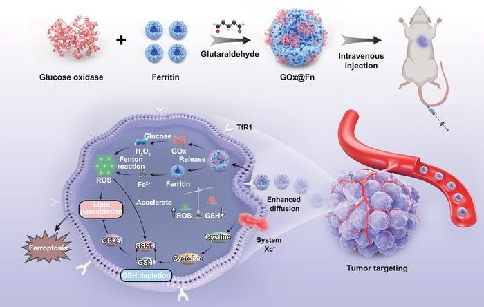 Image: Fabrication and in vivo mechanism of self-propelled ferroptosis nanoinducer for tumor targeting (Photo courtesy of IJEM)