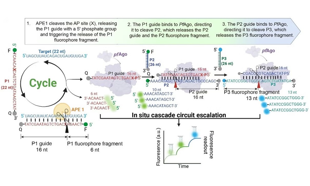 Image: Overview of the NAPTUNE detection process (Hu, T., Ke, X., Yu, Y. et al. Nat Commun 16, 1331 (2025). doi.org/10.1038/s41467-025-56653-9)