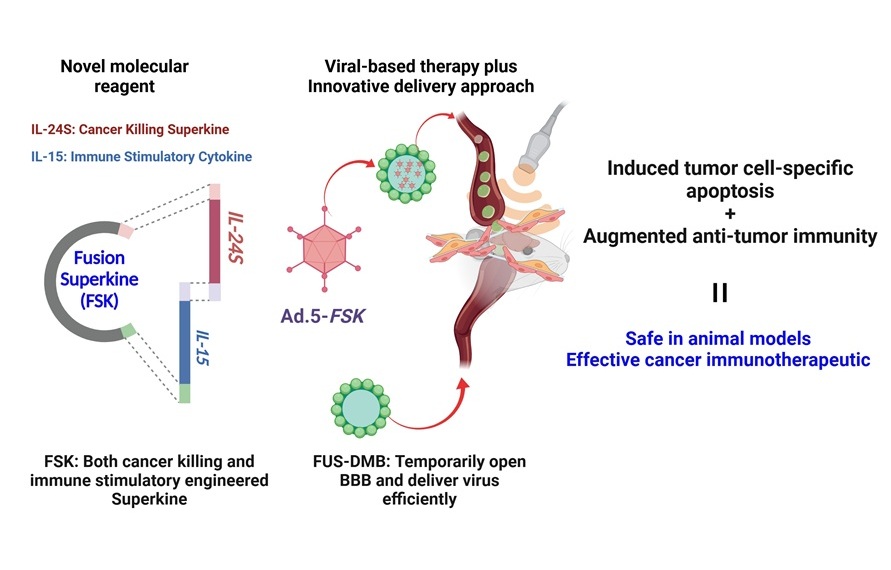 Image: The Fusion Superkine has demonstrated the capability to introduce a combination of treatment outcomes (Photo courtesy of VCU Massey Comprehensive Cancer Center)