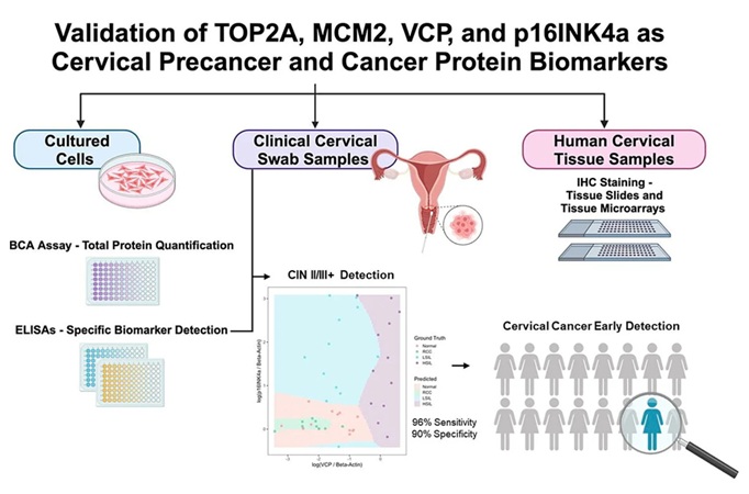 Image: Newly-validated protein biomarkers pave the way for a POC cervical cancer screening test (Photo courtesy of UF Health Cancer Center) Image: Newly-validated protein biomarkers pave the way for a POC cervical cancer screening test (Photo courtesy of UF Health Cancer Center)
