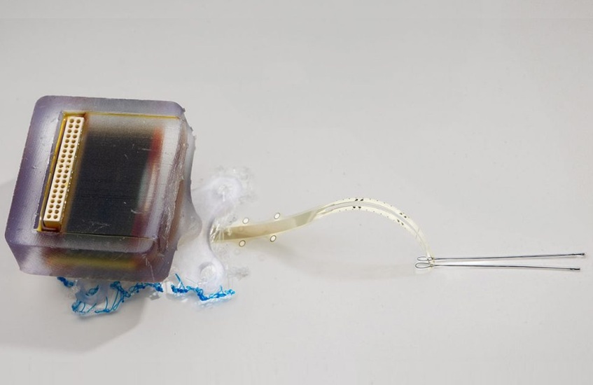Image: An implantable electronic device safely restored movement to rats following spinal cord injuries (Photo courtesy of University of Auckland)