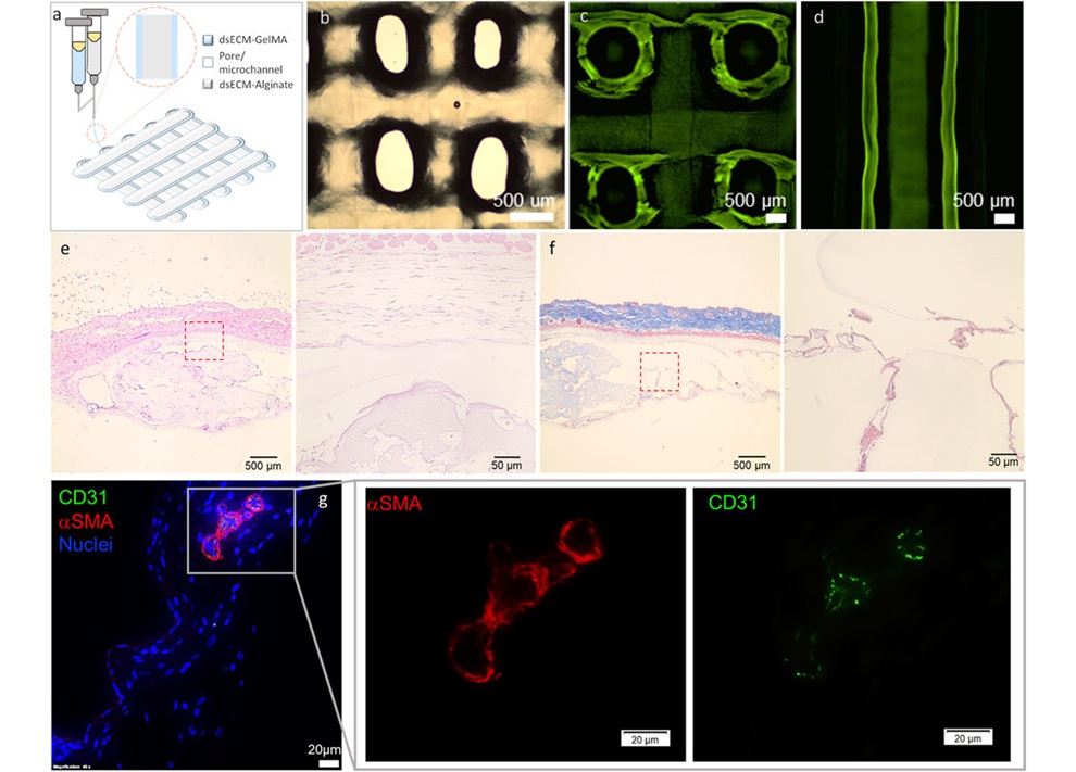 Image: Researchers have successfully 3D printed functional human islets using a novel bioink (Photo courtesy of Asthana A, et al. (2025); Front. Bioeng. Biotechnol. doi: 10.3389/fbioe.2025.1518665))