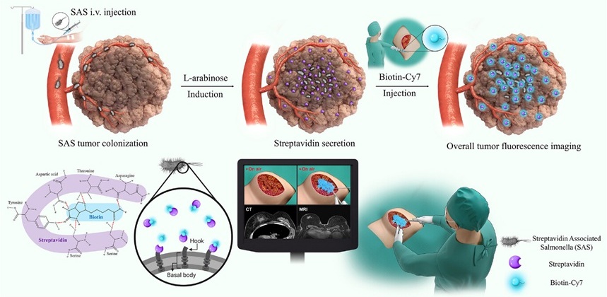 Image: Schematic for fluorescence-guided surgery system based on Streptavidin-Associated Salmonella (Lee et al., Adv. Mater., 2025, doi:10.1002/adma.202504389)