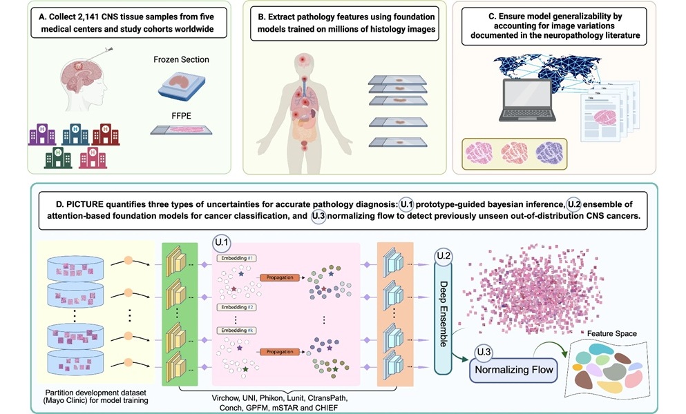 Image: Overview of the pathology image characterization tool with uncertainty-aware rapid evaluations (J Zhao et al., Nat Commun (2025). DOI: 10.1038/s41467-025-64249-6)