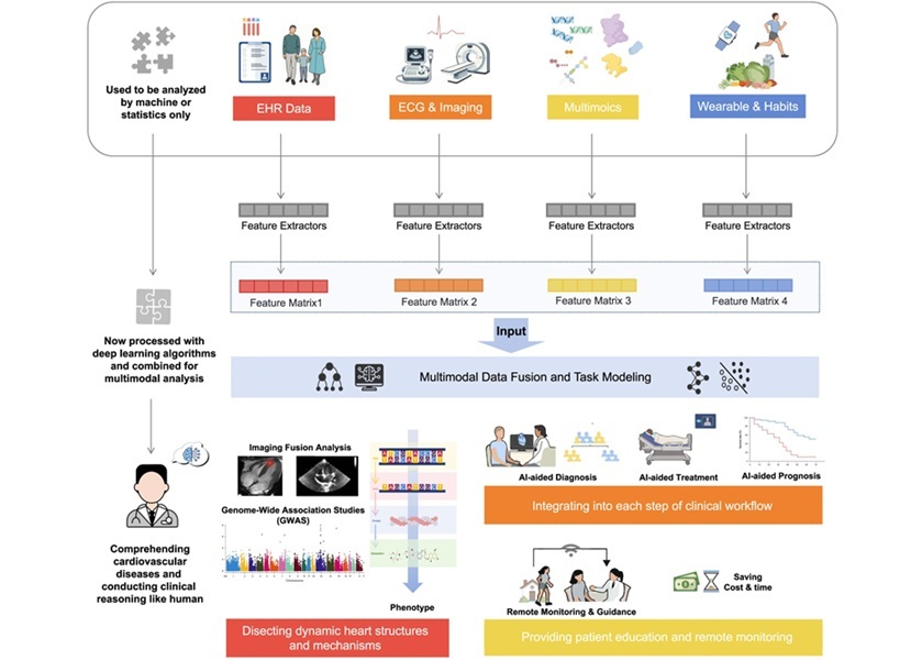 Image: Preprocessing, building, and applying multimodal AI in cardiology (Xin-yue Yang et al., Precision Clinical Medicine (2025). DOI: 10.1093/pcmedi/pbaf016) Image: Preprocessing, building, and applying multimodal AI in cardiology (Xin-yue Yang et al., Precision Clinical Medicine (2025). DOI: 10.1093/pcmedi/pbaf016)