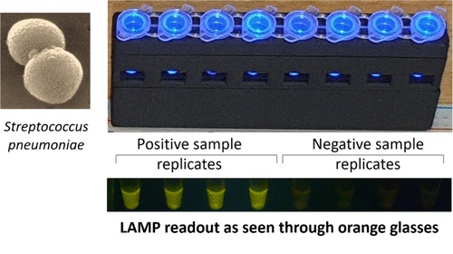 Image: The simplified LAMP-based method enables POC detection of Streptococcus pneumoniae in low-resource settings (Photo courtesy of ACS Omega, 2025; DOI: 10.1021/acsomega.5c01541)