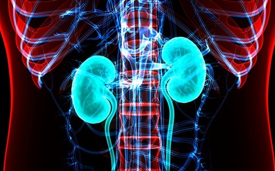 Image: AI-powered alerts could predict kidney injury sooner (Photo courtesy of 123RF)
