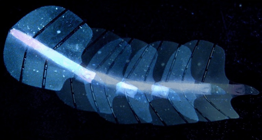 Image: A stingraybot made from microbubble array artificial muscles and directed using ultrasound (Photo courtesy of Shi Z et al. Nature 2025)