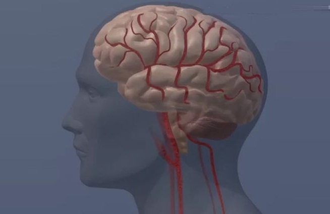 Image: New study findings suggest that ongoing blood-thinning medication may not be needed after an ablation procedure (Photo courtesy of American Heart Association)