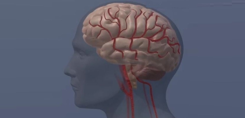 Image: New study findings suggest that ongoing blood-thinning medication may not be needed after an ablation procedure (Photo courtesy of American Heart Association)