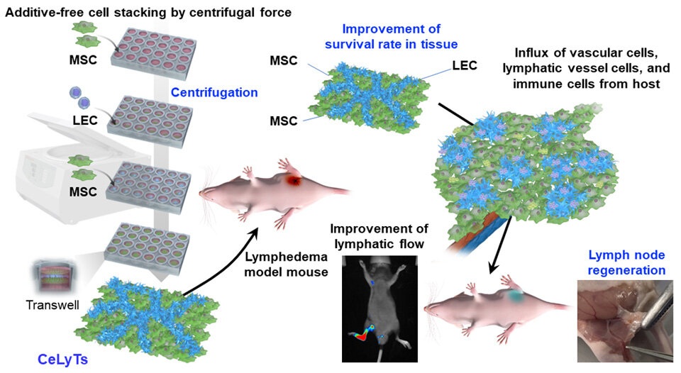 Image: Researchers engineer centrifuge-based lymphatic tissue for the treatment of secondary lymphedema that occurs after lymphadenectomy (Photo courtesy of Associate Professor Kosuke Kusamori, Tokyo University of Science)
