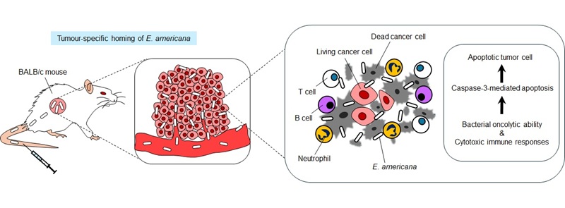 Image: Mechanisms underlying Ewingella americana antitumor effects (photo courtesy of Prof. Eijiro Miyako, JAIST)