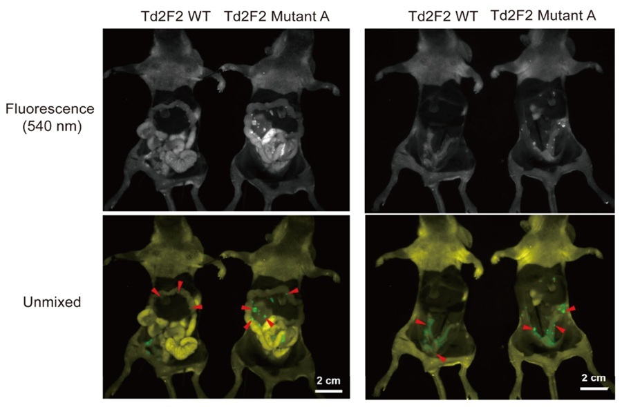 Image: The red arrows point to green glowing tumors (Photo courtesy of Kojima et al. American Chemical Society)