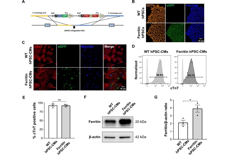 Image: Generation of ferritin-overexpressing hPSCs and hPSC-derived cardiomyocytes (Keyu Zhuang et al, Magnetic Resonance in Medicine (2026). DOI: 10.1002/mrm.70316) Image: Generation of ferritin-overexpressing hPSCs and hPSC-derived cardiomyocytes (Keyu Zhuang et al, Magnetic Resonance in Medicine (2026). DOI: 10.1002/mrm.70316)