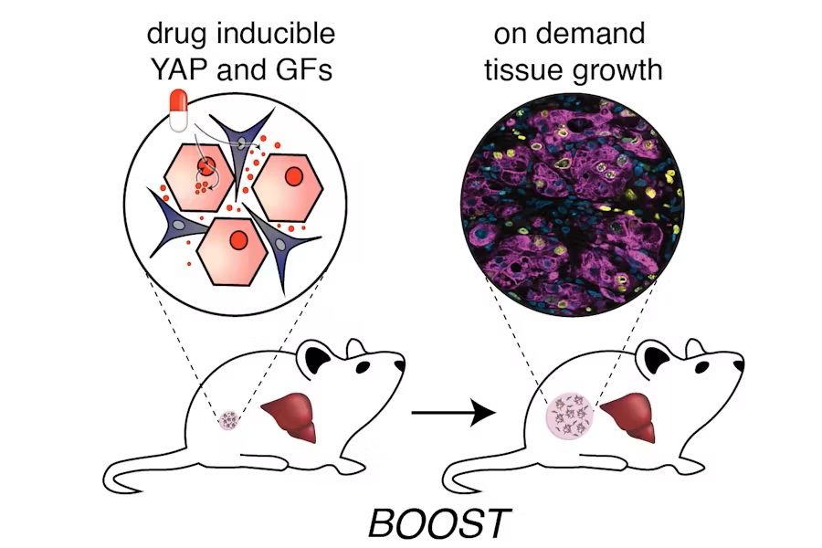Iimage: The genetic “BOOST” strategy, explained in his graphic, integrates tissue engineering and synthetic biology tools to enable on-demand liver growth inside the body (photo courtesy of Wyss Institute at Harvard University)