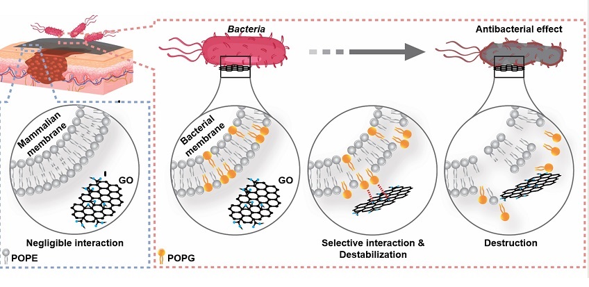 Image: Schematic diagram of the selective interaction between graphene oxide and cell membranes (photo courtesy of KAIST)