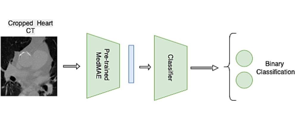 MedMAE linear probing workflow on the downstream task for CVD risk predictions (Isha Shah et al., Radiotherapy and Oncology (2026). DOI: 10.1016/j.radonc.2026.111455)