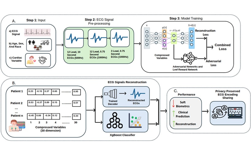 Image: Overall architecture of the proposed framework. (A) Model development using VAE with adversarial training to remove demographic attributes from ECGs. (B) Performance analysis for downstream tasks. (C) Applications of the privacy-preserving ECG embeddings in clinical outcome prediction and secure data sharing. (Fairuz Shadmani Shishir et al., Scientific Reports (2026). DOI: 10.1038/s41598-026-47665-6)