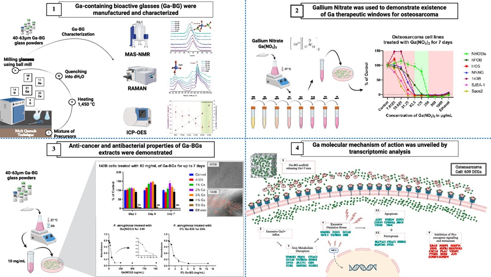 Graphical Abstract: (Lucas Pereira Lopes de Souza, et al. Engineered Regeneration, 2026. DOI:10.1016/j.engreg.2026.05.001)