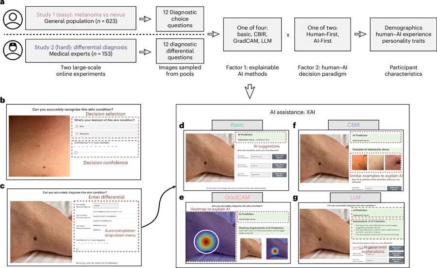 Image: Study design and interface components of human−AI collaborative diagnostic system.(Xuhai ’Orson’ Xu et al. Divergent impacts of explainable AI for dermatological diagnosis on clinicians versus lay people. Nat Med (2026). https://doi.org/10.1038/s41591-026-04553-w)
