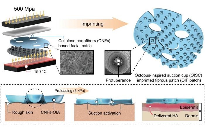 Image: A cellulose nanofiber based transdermal patch (OIF patch) with an octopus-inspired suction cup (OISC) enables adaptive skin adhesion and enhanced active ingredient delivery under dynamic deformation. Fabricated via a simple imprinting process, OIF patch maintains robust adhesion and up to 350% higher delivery depth even under severe bending and diverse skin conditions. (Image Credit: Nano Research, Tsinghua University Press)