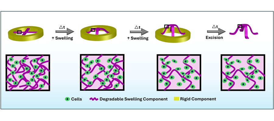 Image Credit: Kaelyn L. Gasvoda, Aixiang Ding, Zhangli Peng, Alexandria Sterenberg, Oju Jeon, Eben Alsberg, A 4D bio-Koriyama strategy for engineering complex tissue curvatures, Cell Biomaterials, 2026, 100613, ISSN 3050-623, https://doi.org/10.1016/j.celbio.2026.100613