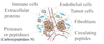 Image: Small clusters of young tumor cells around blood vessels produce signature peptides (small pink lines). Some of these peptides move into the bloodstream where they can be detected by a serum-based tool, currently in development (Photo courtesy of Hu laboratory at the Houston Methodist Research Institute).