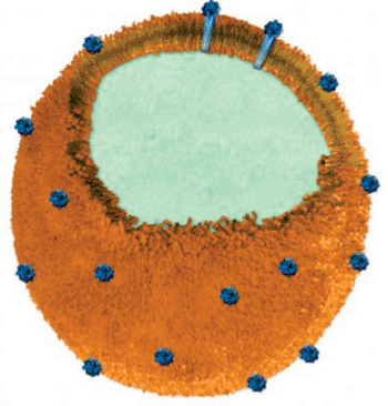 Image: The nanosponges at the foundation of the experimental “toxoid vaccine” platform are biocompatible particles made of a polymer core (light-blue-green color) wrapped in a red-blood-cell membrane (orange). Each nanosponge's red-blood-cell membrane seizes and detains the Staphylococcus aureus alpha-hemolysin toxin (blue) without compromising the toxin’s structural integrity through heating or chemical processing. These toxin-studded nanosponges served as vaccines capable of triggering neutralizing antibodies and fighting off otherwise lethal doses of the toxin in mice (Photo courtesy of the University of California, San Diego,  Department of NanoEngineering).
