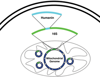 Image: Diagram of the humanin gene and its localization within the 16S gene within the mitochondrial genome (Photo courtesy of Wikimedia Commons).
