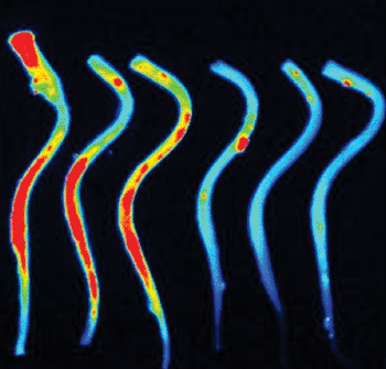 Image: Using advanced detection and imaging techniques, Gladstone Institutes researchers were able to track thrombin activity in mice modified to mimic MS (three samples on the left) compared to healthy controls (Photo courtesy of the University of California, San Francisco).