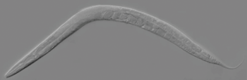 Image: Micrograph of an adult Caenorhabditis elegans (Photo courtesy of Wikimedia Commons).