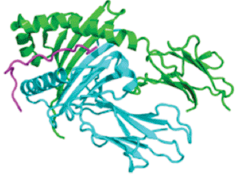 Image: Structure of the major histocompatibility complex, class II, DQ beta 1 (HLADQB1) gene (Photo courtesy of Protein Data Bank).