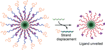 Image: Soft micellar nanoparticles can be prepared from DNA conjugates designed to assemble via base pairing such that strands containing a polymer corona and a cholesterol tail generate controlled supramolecular architecture (Photo courtesy of Nanoscale).