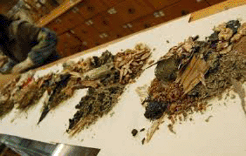 Image: According to a new study, the ability of Tianqi, a Chinese herbal medicine, to reduce the risk of developing diabetes, is similar to that of diabetes drugs, metformin and acarbose (Photo courtesy of the University of Chicago).