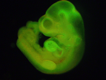 Image: Researchers have created embryonic-like stem cells with the ability to develop into any of the dozens of highly specialized cells of the body, ranging from cardiac-muscle cells to the nerve cells of the brain and spinal cord (Photo courtesy of Brigham and Women’s Hospital / RIKEN Center for Developmental Biology).