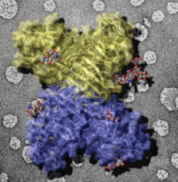 Image: The external face of the Flavivirus NS1 protein (sugars in grey balls) is exposed on infected cell surfaces where it can interact with the immune system. This face is also exposed in secreted NS1 particles present in patient sera. The background image shows artificial membranes coated with the NS1 protein (Photo courtesy of the University of Michigan).