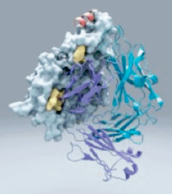 Image: Protein M, an unusual bacterial protein, attaches to virtually any antibody, possibly helping bacteria establish long-term infections. Compared to thousands of known structures, this protein appears to be unique (Photo courtesy of the Scripps Research Institute).