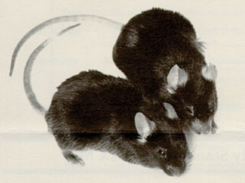 Image: The mouse in the upper right is the mutant mdx/mdx and is shown with a normal control (Photo courtesy of the Jackson Laboratory).