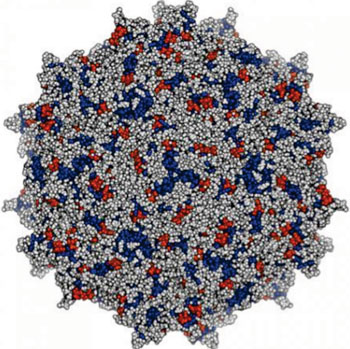 Image: The crystal structure of the small virus used to deliver antibodies as vectored immunoprophylaxis (VIP) against HIV (Photo courtesy of Alejandro Balazs, California Institute of Technology).