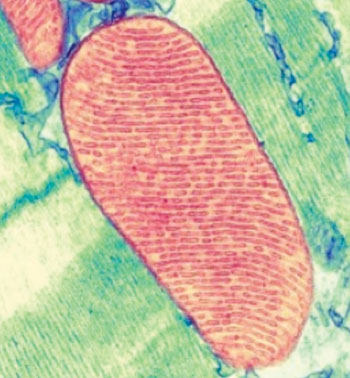 Image: Transmission electron micrograph of a cell mitochondrion (Photo courtesy of the University of California, San Diego).