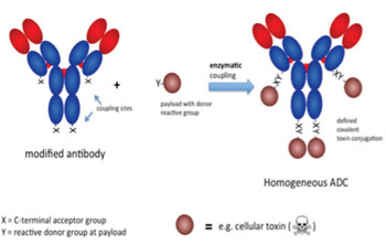 Image: In order to overcome the known limitations inherent to chemical conjugation of small molecule toxic drugs to antibodies, NBE-Therapeutics has developed a patent-pending technology for the specific enzymatic conjugation of drugs to antibodies (Photo courtesy of NBE-Therapeutics).