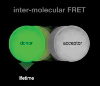 Image: Photonic resonance energy transfer described by Förster, or FRET, occurs when two small proteins come within a very small distance of each other, i.e., 8 nm or less. The fluorescence lifetime of the donor molecule will become shorter—from 3 nanosecond to, possibly, 2.5 nanoseconds. The researchers then interpret this as evidence that the two proteins of interest are physically interacting with each other in a molecular signaling event (Photo courtesy of Akira Chiba/University of Miami).