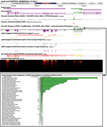 Image: Overview of the ZENBU genome browser interface showcasing several on-demand processing tracks for selected ENCODE datasets (experiment involving Gm12878, Hela and Nhek cell lines) (Photo courtesy of the RIKEN Center for Life Science Technology).